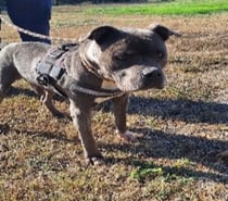 Chien ISKO à l adoption