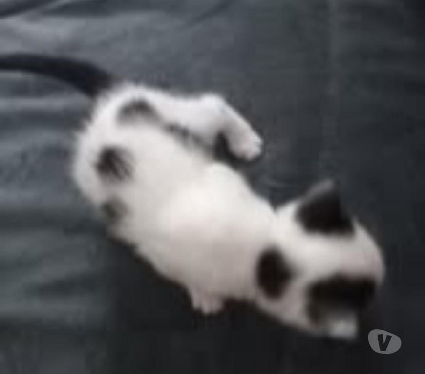 Don animaux Drôme Chateauneuf de Galaure - 26330 - Photos Vivastreet Chat SATURNE à la réservation