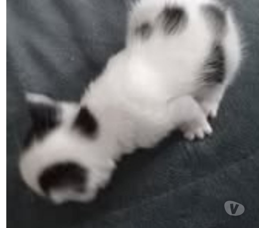 Don animaux Drôme Chateauneuf de Galaure - 26330 - Photos Vivastreet Chat SATURNE à la réservation