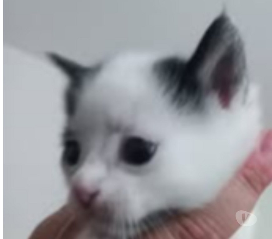 Don animaux Drôme Chateauneuf de Galaure - 26330 - Photos Vivastreet Chat SATURNE à la réservation