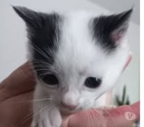 Chat SATURNE à la réservation