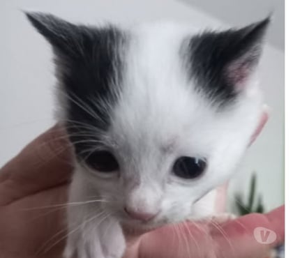 Adoption animaux Chateauneuf de Galaure Drôme - Photos Vivastreet Chat SATURNE à la réservation