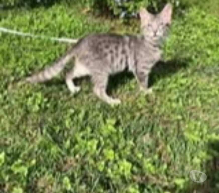 Don animaux Drôme St Restitut - 26130 - Photos Vivastreet Chat MIKY à l adoption