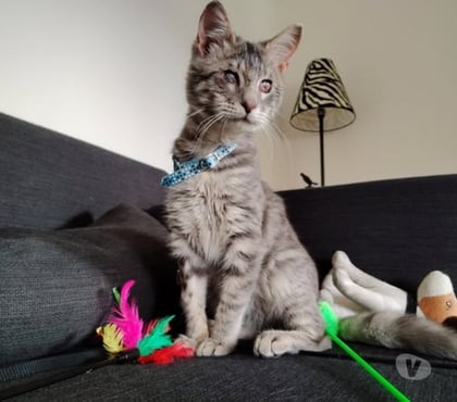 Don animaux St Restitut Drôme - Photos Vivastreet Chat MIKY à l adoption