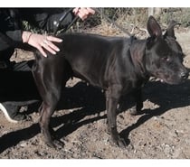 AMANDA, chienne type dogue 1 an non lof