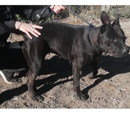 Don animaux Montpellier Montpellier - Photos Vivastreet AMANDA, chienne type dogue 1 an non lof