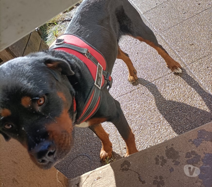 Don animaux Finistère Lannedern - 29190 - Photos Vivastreet Donne chienne croisée rottweiler