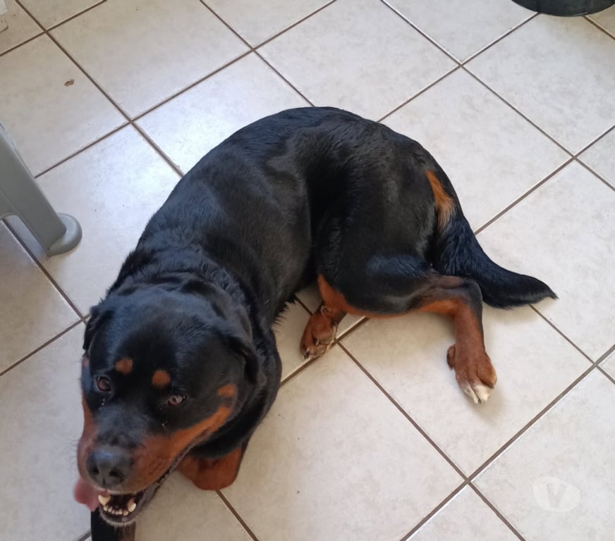 Don animaux Finistère Lannedern - 29190 - Photos Vivastreet Donne chienne croisée rottweiler