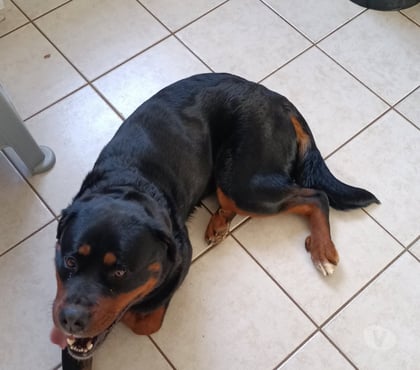 Don animaux Lannedern Finistère - Photos Vivastreet Donne chienne croisée rottweiler