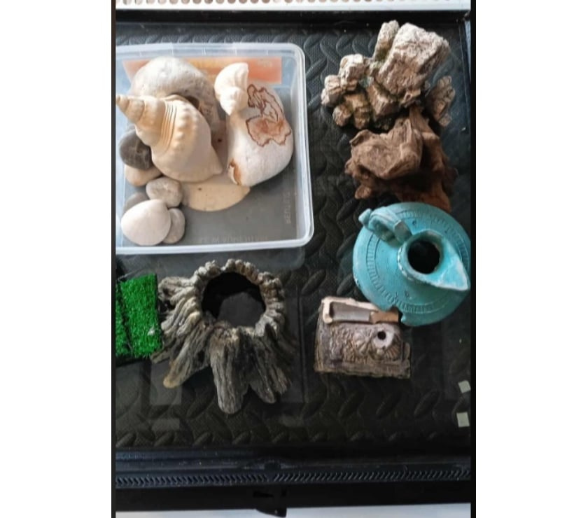 Services, accessoires animaux Nord Escaudain - 59124 - Photos Vivastreet terrarium exoterra