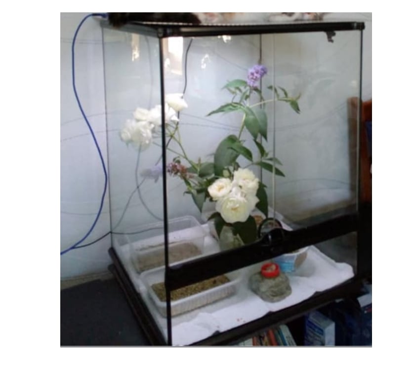 Services, accessoires animaux Escaudain Nord - Photos Vivastreet terrarium exoterra