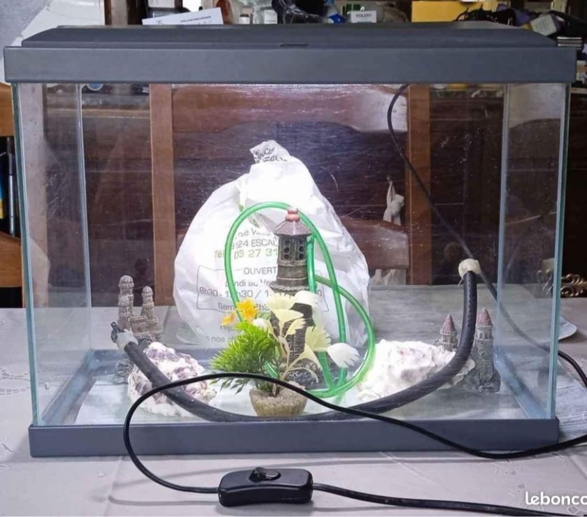 Services, accessoires animaux Nord Escaudain - 59124 - Photos Vivastreet Petit aquarium pour petits poissons