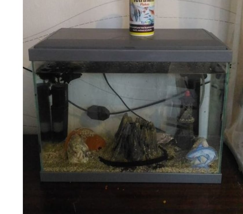 Services, accessoires animaux Escaudain Nord - Photos Vivastreet Petit aquarium pour petits poissons