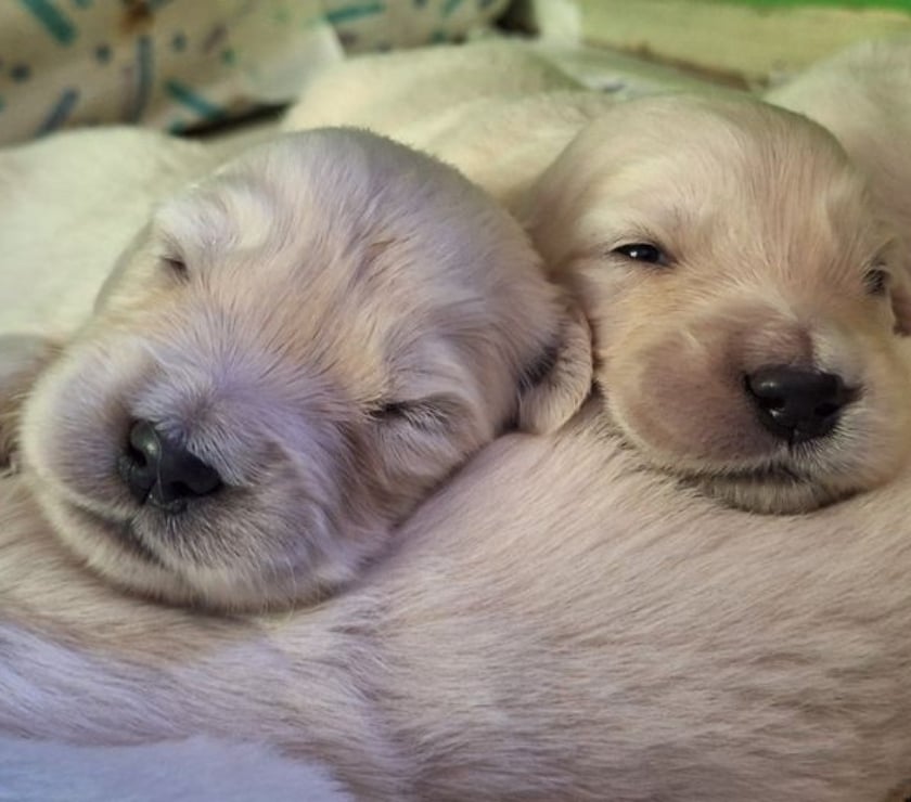 Vente Loire-Atlantique Nantes - Photos Vivastreet Chiots Golden Retriever LOF à réserver