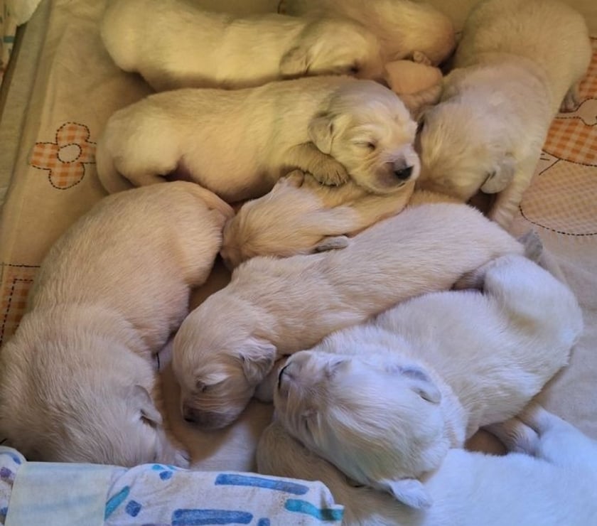 Vente animaux Nantes Nantes - Photos Vivastreet Chiots Golden Retriever LOF à réserver