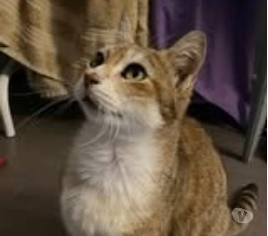 Don animaux Drôme Bourg les Valence - 26500 - Photos Vivastreet Chat MYSTIC à l adoption