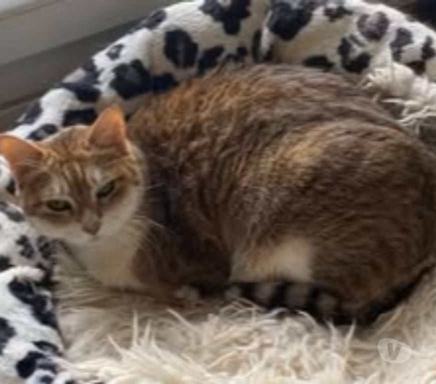 Don animaux Drôme Bourg les Valence - 26500 - Photos Vivastreet Chat MYSTIC à l adoption