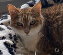 Chat MYSTIC à l adoption