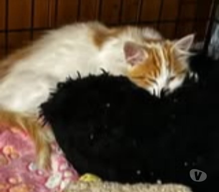 Don animaux Drôme Claveyson - 26240 - Photos Vivastreet Chat ANGE à l adoption