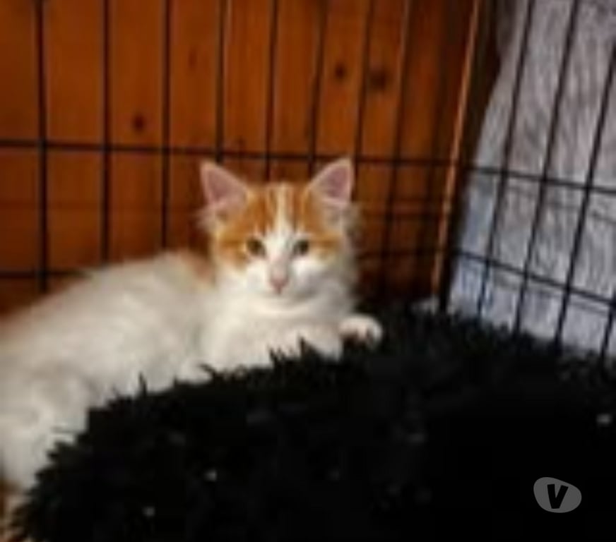 Don animaux Drôme Claveyson - 26240 - Photos Vivastreet Chat ANGE à l adoption