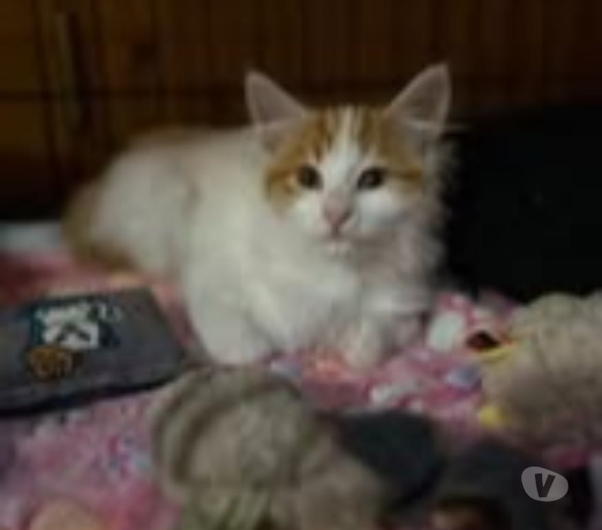 Don animaux Drôme Claveyson - 26240 - Photos Vivastreet Chat ANGE à l adoption