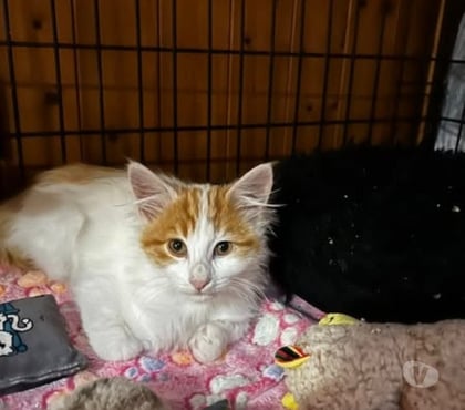 Adoption animaux Claveyson Drôme - Photos Vivastreet Chat ANGE à l adoption