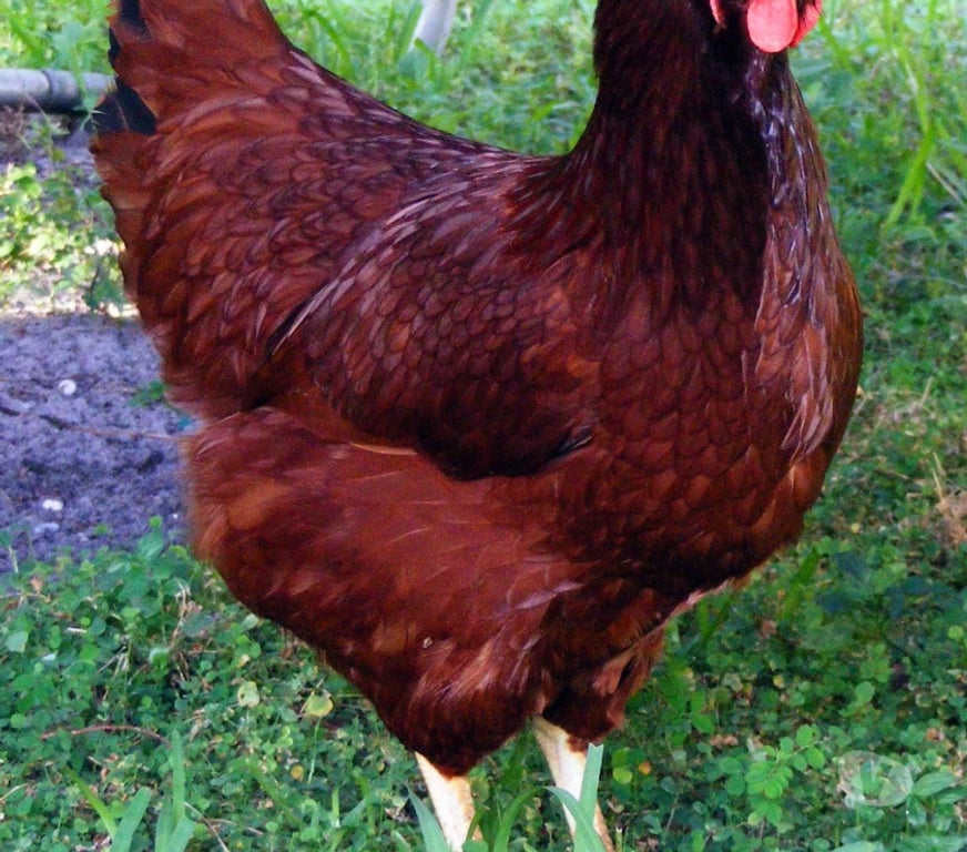 Vente Côtes-d'Armor Plounevez Moedec - 22810 - Photos Vivastreet poules rousses bio