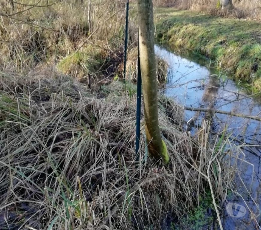 Terrain à vendre Somme Flixecourt - 80420 - Photos Vivastreet Etang80 Pêche & chasse - Hutte jour et nuit