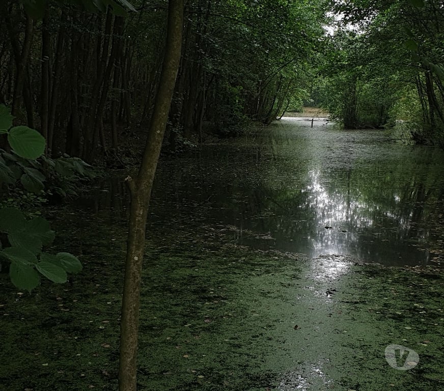 Terrain à vendre Somme Flixecourt - 80420 - Photos Vivastreet Etang80 Pêche & chasse - Hutte jour et nuit