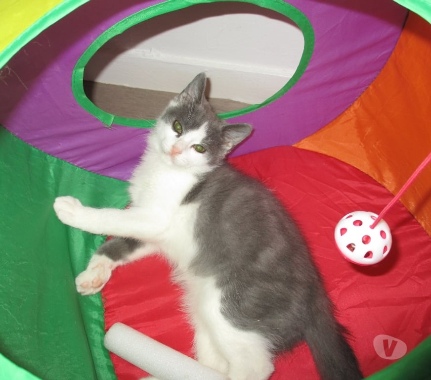 Don animaux Oise Beauvais - 60000 - Photos Vivastreet NEWT, chaton ataxique à adopter