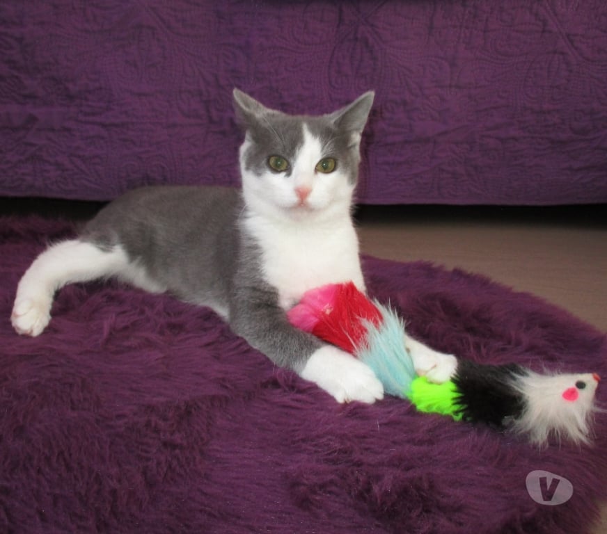 Don animaux Oise Beauvais - 60000 - Photos Vivastreet NEWT, chaton ataxique à adopter