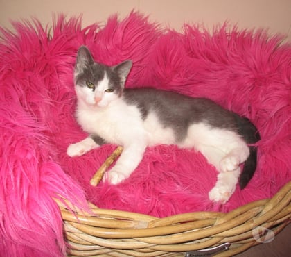 Adoption animaux Beauvais Oise - Photos Vivastreet NEWT, chaton ataxique à adopter