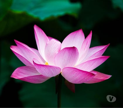 Vente Maison Paris 7ème ardt Paris - Photos Vivastreet Annonce test vivastreet vente maison