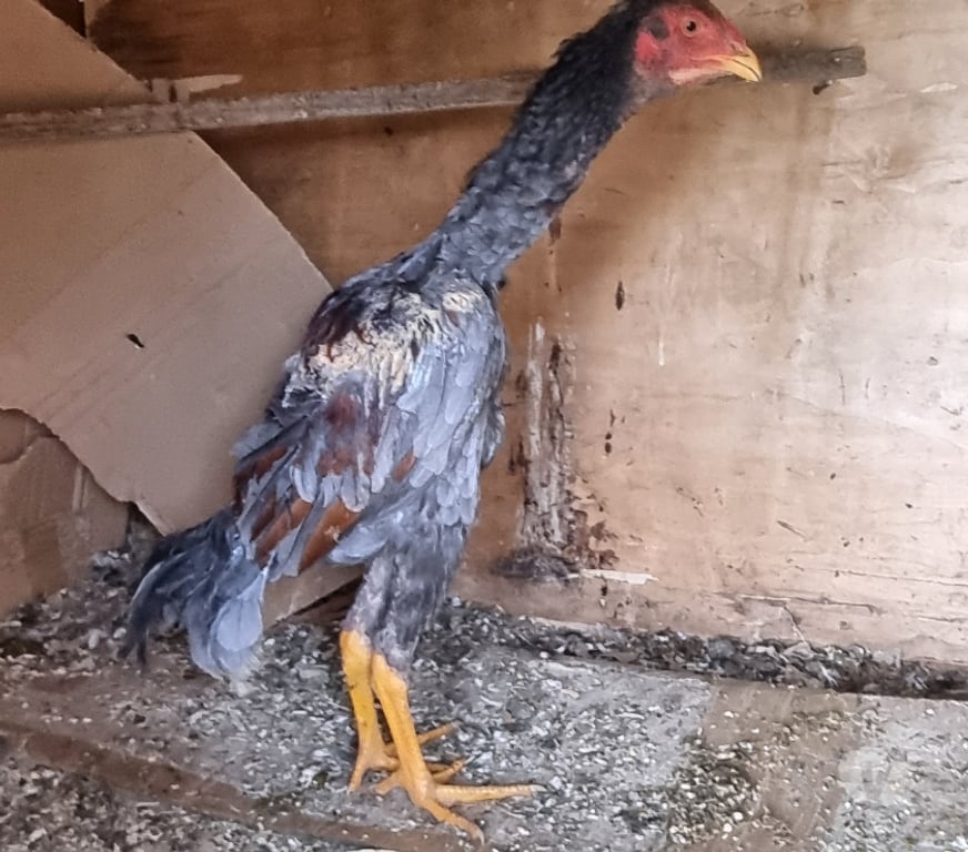 Vente Maine-et-Loire Angers - Photos Vivastreet coq americain agee de 5 mois