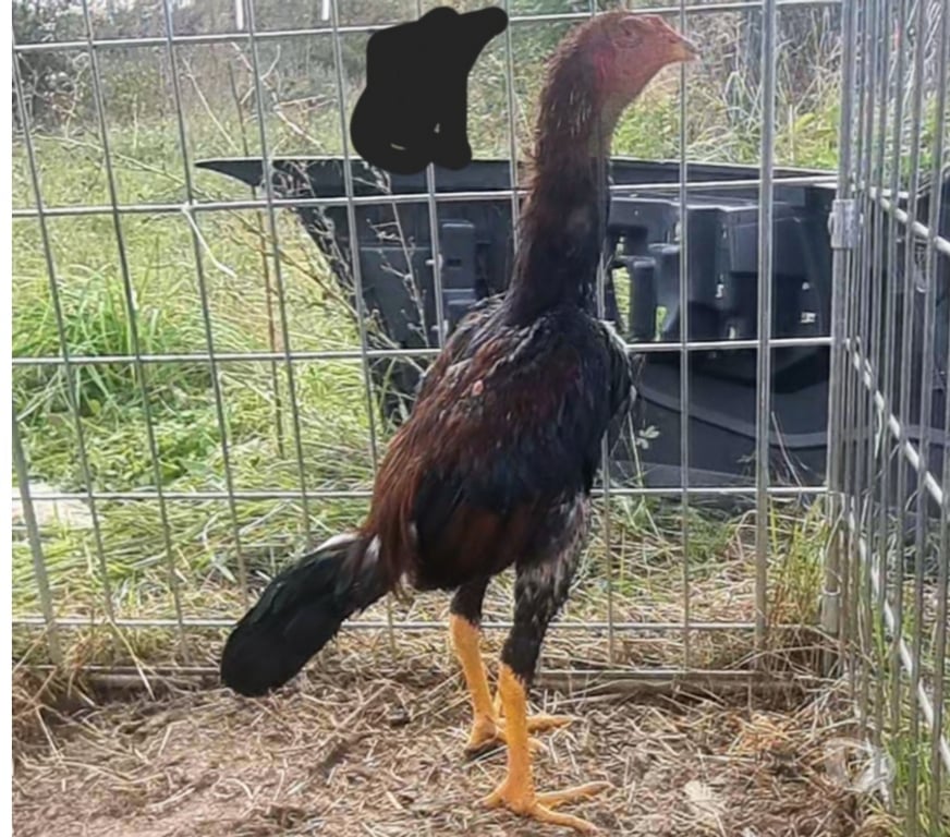 Vente Maine-et-Loire Angers - Photos Vivastreet coq americain agee de 5 mois