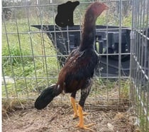 coq americain agee de 5 mois