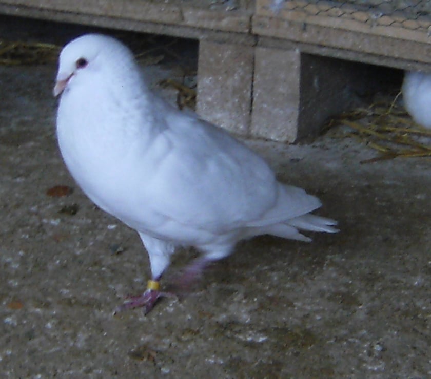Vente Seine-et-Marne Bagneaux sur Loing - 77167 - Photos Vivastreet Pigeons de chair