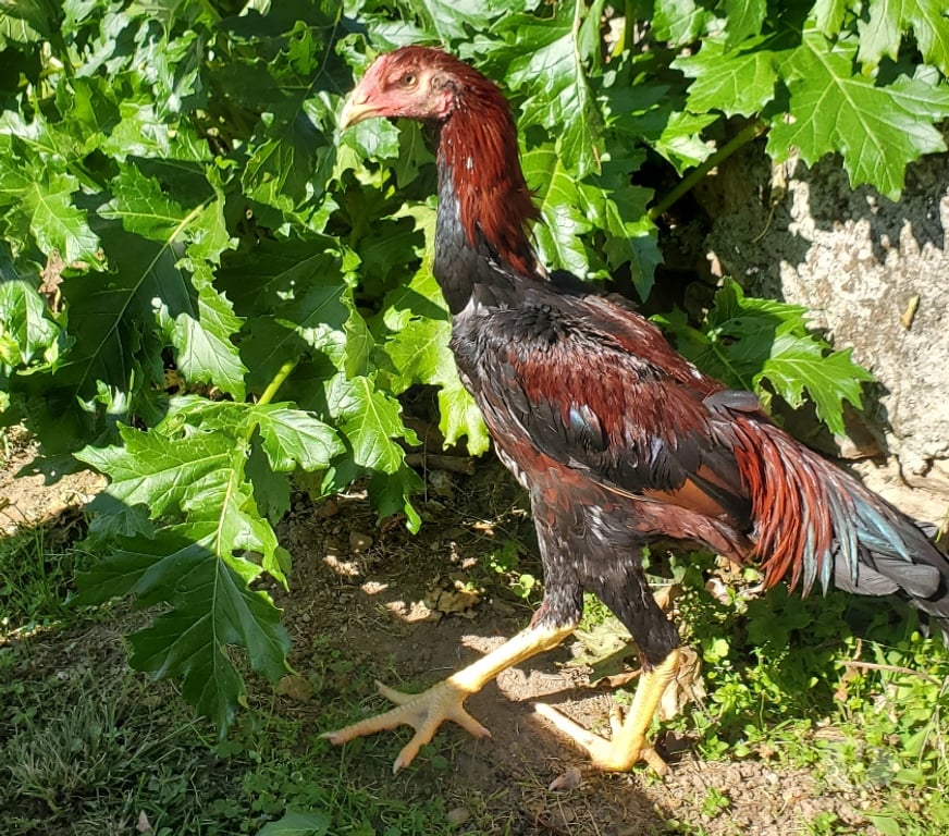 Vente Corrèze Beaulieu sur Dordogne - 19120 - Photos Vivastreet Vend coq 🐓 🐓 thail