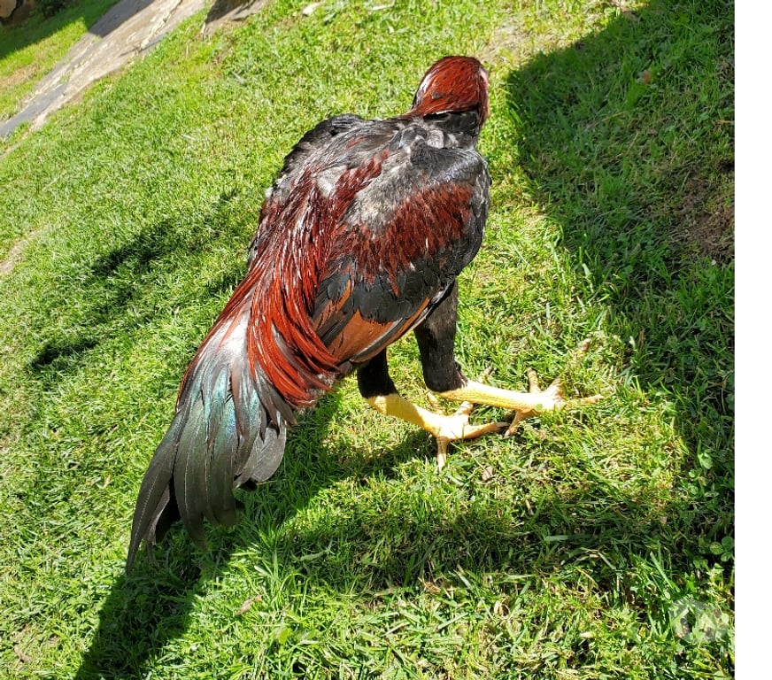 Vente Corrèze Beaulieu sur Dordogne - 19120 - Photos Vivastreet Vend coq 🐓 🐓 thail
