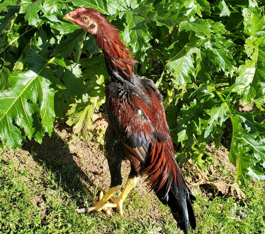 Vente Corrèze Beaulieu sur Dordogne - 19120 - Photos Vivastreet Vend coq 🐓 🐓 thail