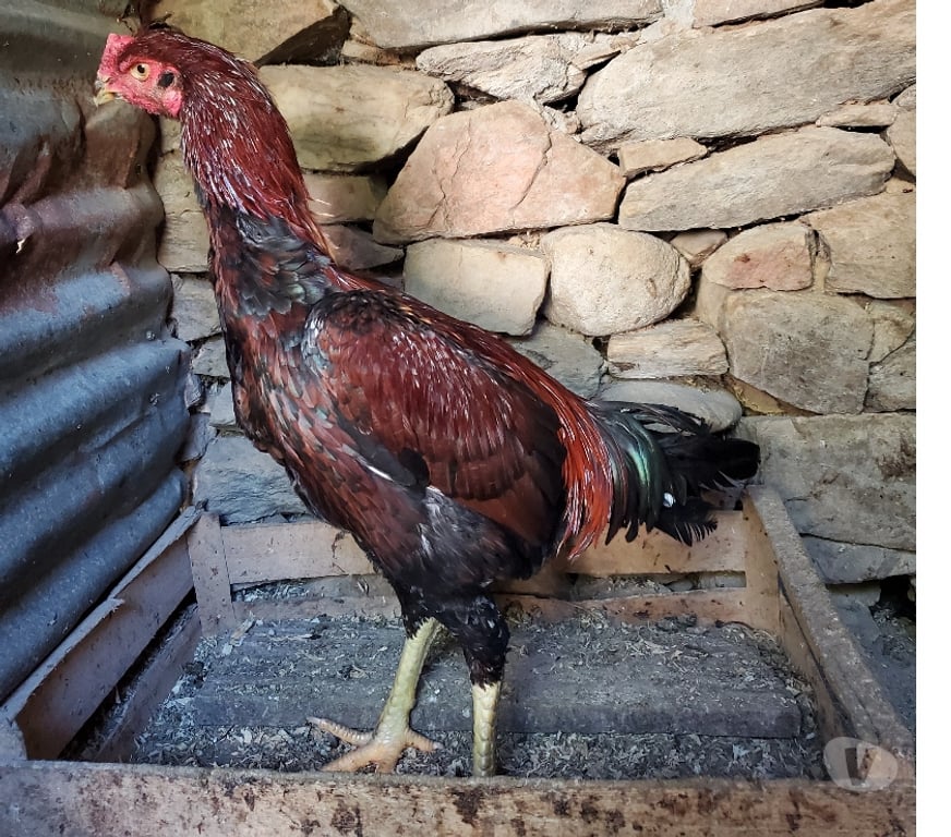 Vente Corrèze Beaulieu sur Dordogne - 19120 - Photos Vivastreet Vend coq 🐓 🐓 thail
