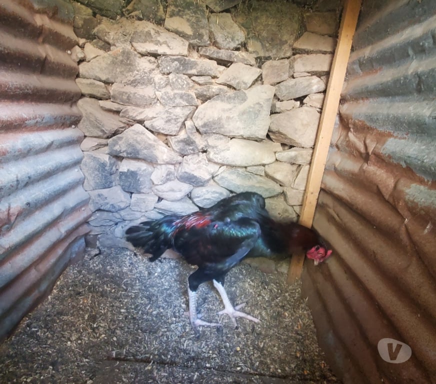 Vente Corrèze Beaulieu sur Dordogne - 19120 - Photos Vivastreet Vend coq 🐓 🐓 thail