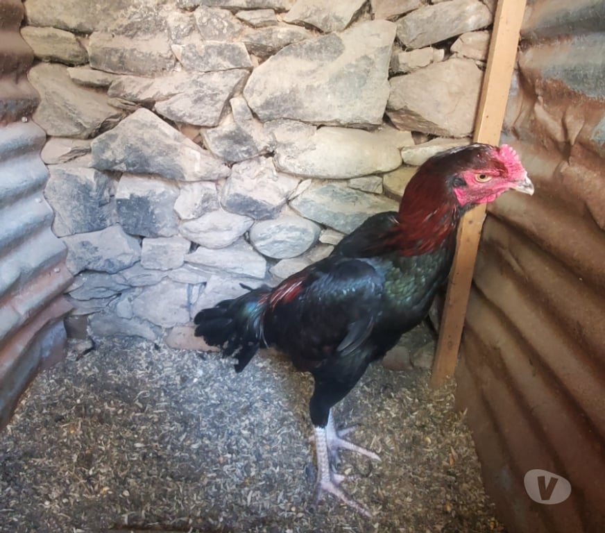 Vente Corrèze Beaulieu sur Dordogne - 19120 - Photos Vivastreet Vend coq 🐓 🐓 thail