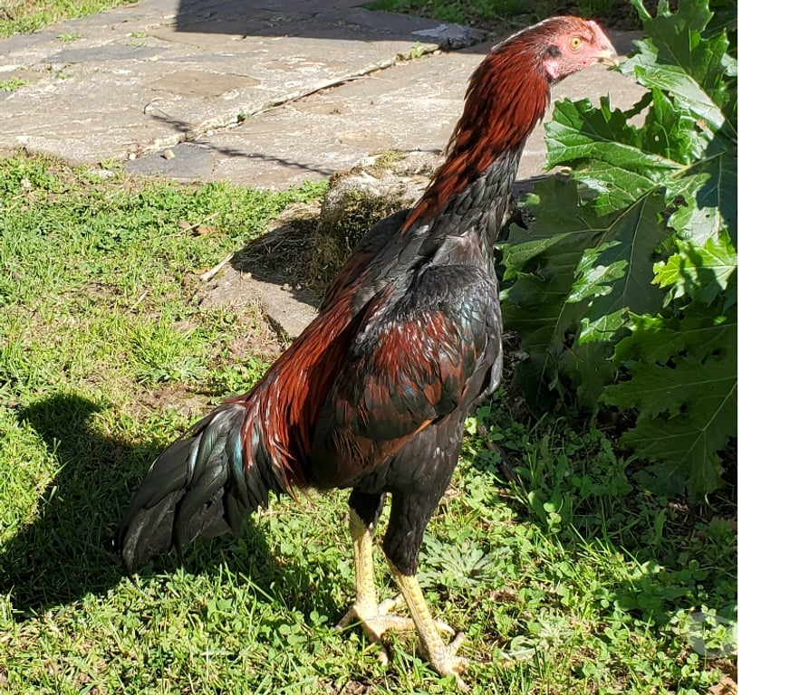 Vente Corrèze Beaulieu sur Dordogne - 19120 - Photos Vivastreet Vend coq 🐓 🐓 thail