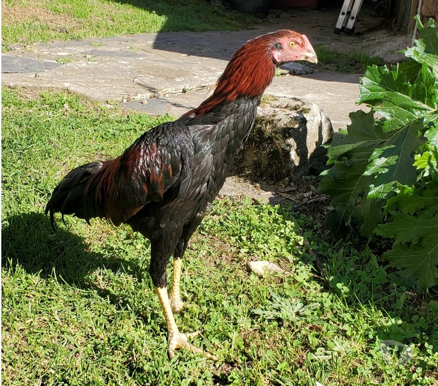 Vente Corrèze Beaulieu sur Dordogne - 19120 - Photos Vivastreet Vend coq 🐓 🐓 thail