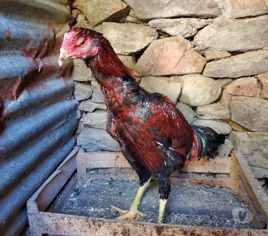 Vente Corrèze Beaulieu sur Dordogne - 19120 - Photos Vivastreet Vend coq 🐓 🐓 thail