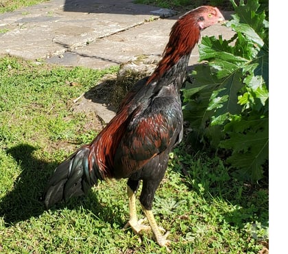 Vente animaux Beaulieu sur Dordogne Corrèze - Photos Vivastreet Vend coq 🐓 🐓 thail