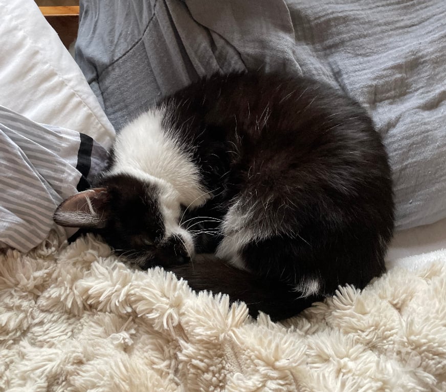 Don animaux Rhône Lyon - Photos Vivastreet ARES, chaton câlin