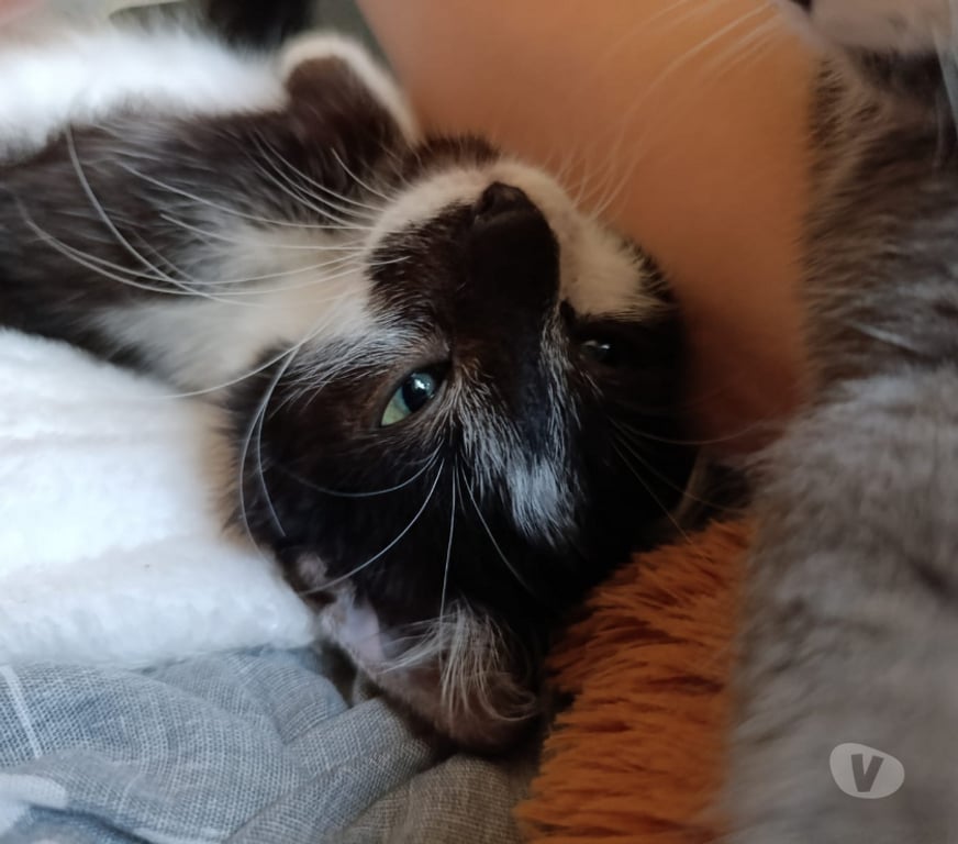 Don animaux Rhône Lyon - Photos Vivastreet ARES, chaton câlin