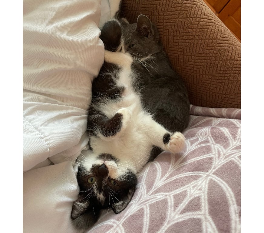 Don animaux Rhône Lyon - Photos Vivastreet ARES, chaton câlin